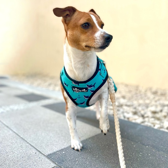 ✨ BRAND NEW Shark Dog Harness | Adjustable | Beach-Ready! - Picture 6 of 7